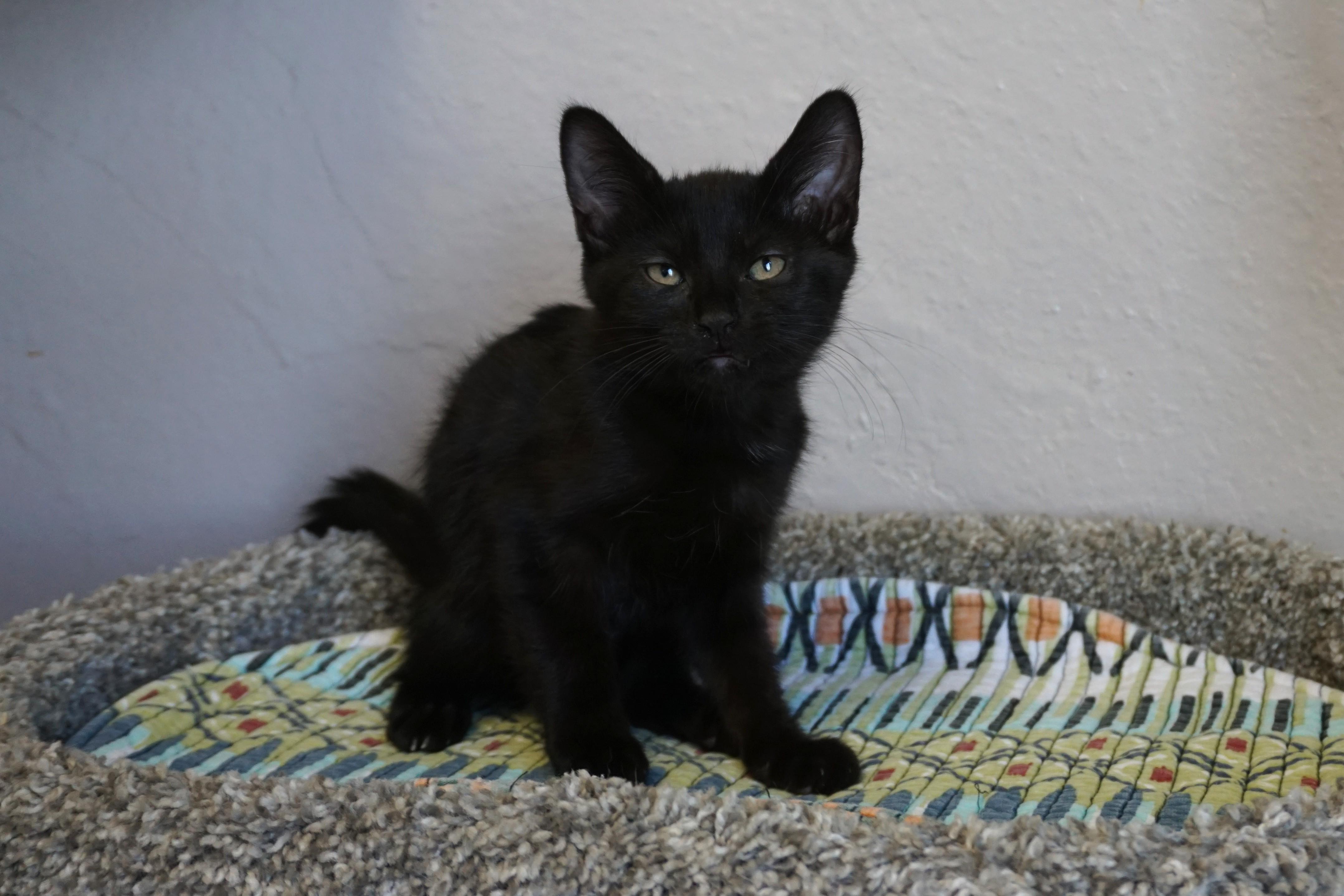 Truffles Too, a ADOPTABLE Domestic Short Hair in Fountain Hills, AZ image 2/2