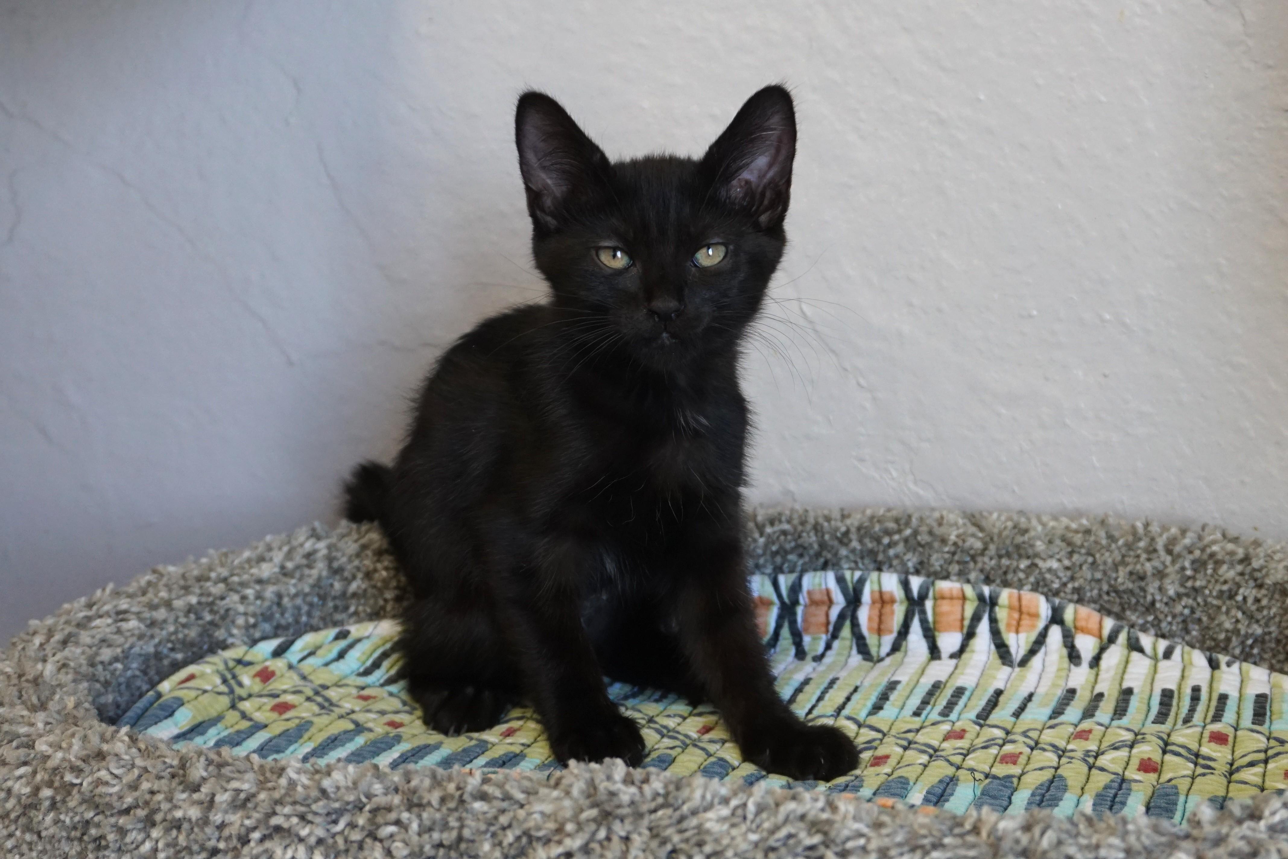 Truffles Too, ADOPTABLE, Kitten Female Domestic Short Hair.