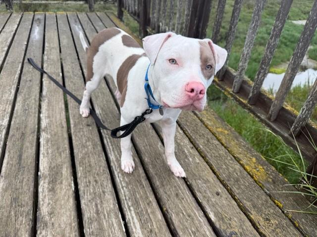 JENSEN, Adoptable, Young Male Pit Bull Terrier.