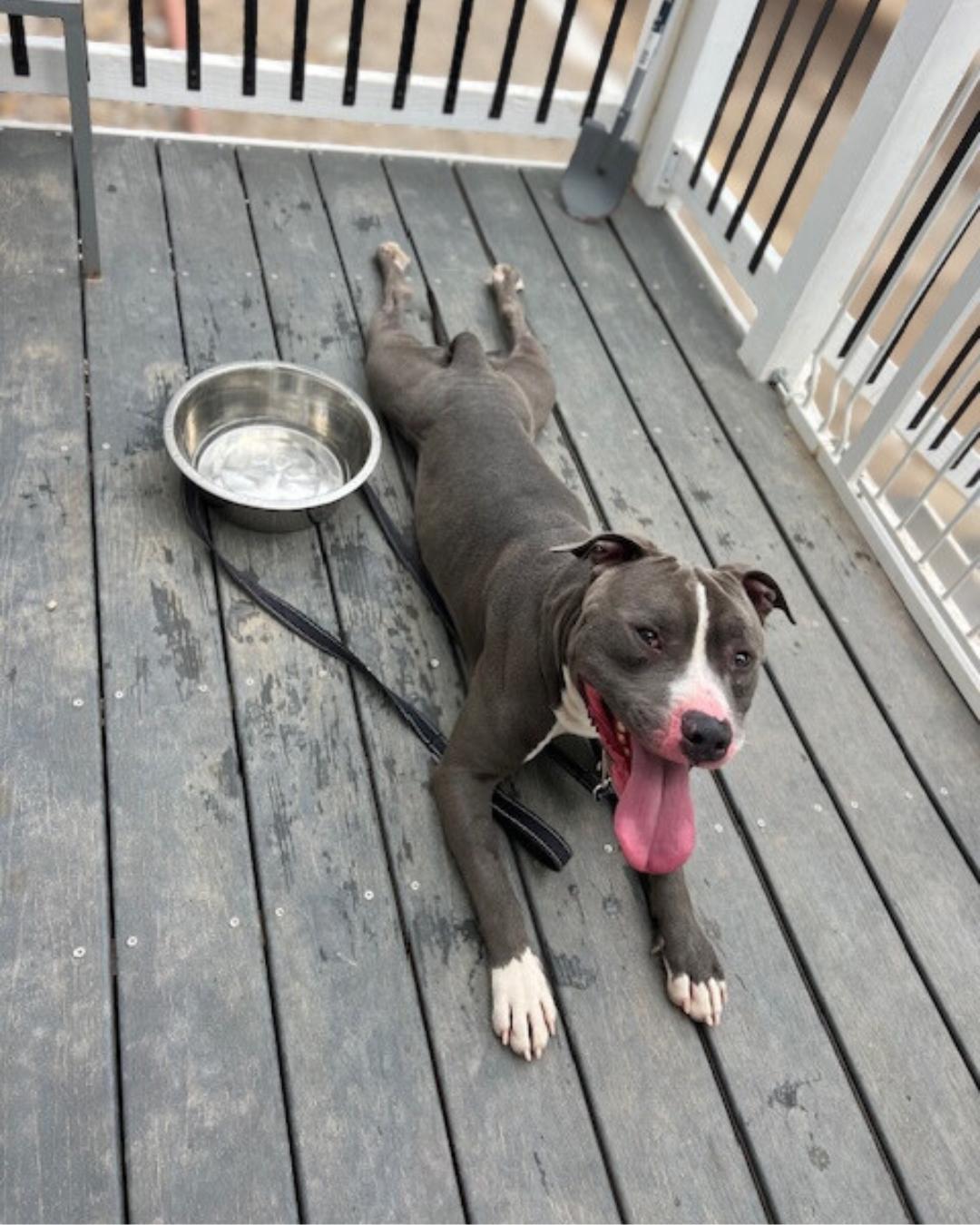 Enlarge Walter, a Adoptable mixed breed in Valley Village, CA image 5/6