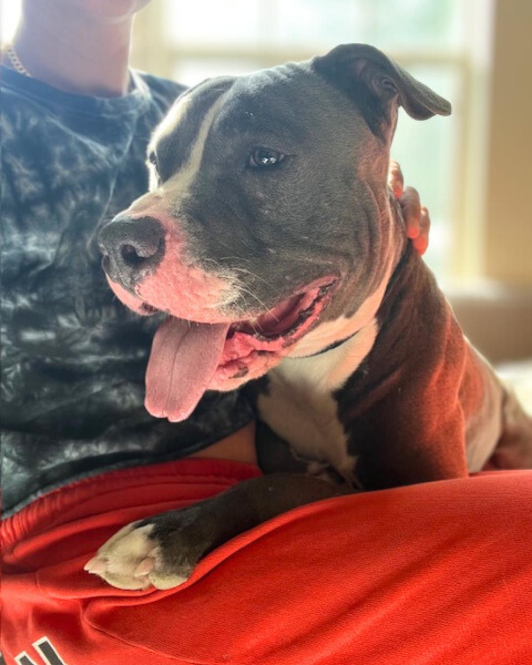 Enlarge Walter, a Adoptable mixed breed in Valley Village, CA image 6/6