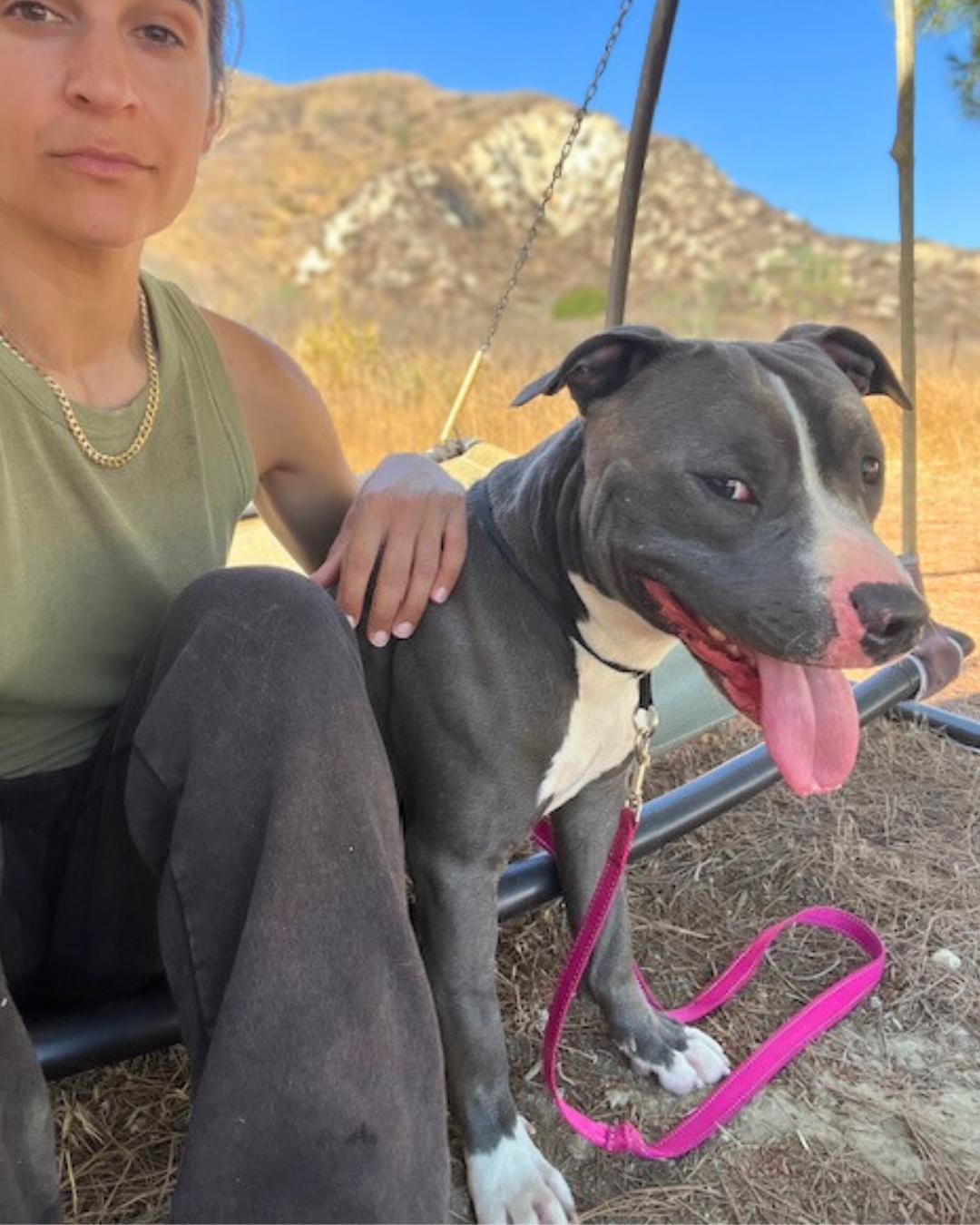 Enlarge Walter, a Adoptable mixed breed in Valley Village, CA image 4/6