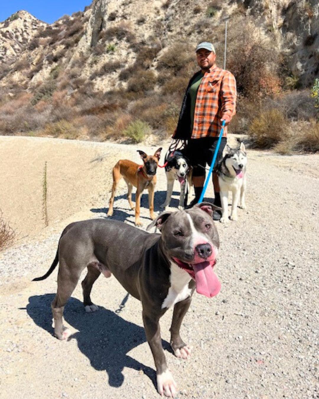Enlarge Walter, a Adoptable mixed breed in Valley Village, CA image 2/6