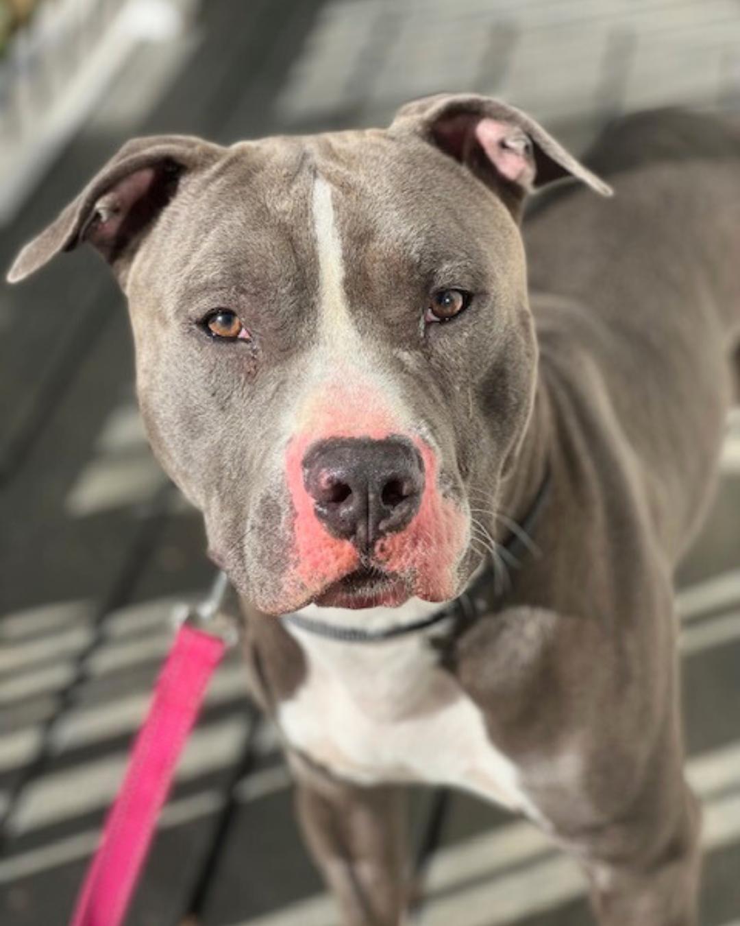 Enlarge Walter, a Adoptable mixed breed in Valley Village, CA image 3/6