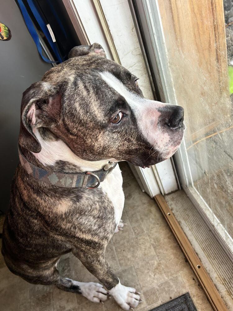 Rukkus, Adoptable, Adult Male Boxer & Mixed Breed.