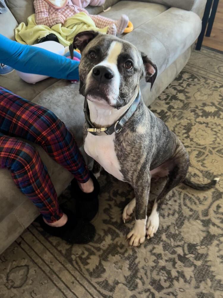 Enlarge Rukkus, a Adoptable mixed breed in Chattanooga, TN image 2/4