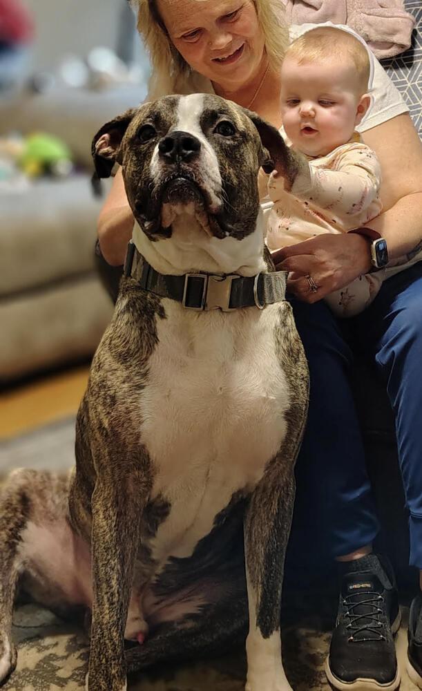 Enlarge Rukkus, a Adoptable mixed breed in Chattanooga, TN image 3/4