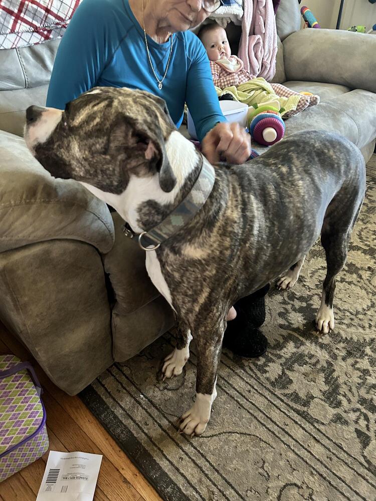 Enlarge Rukkus, a Adoptable mixed breed in Chattanooga, TN image 4/4