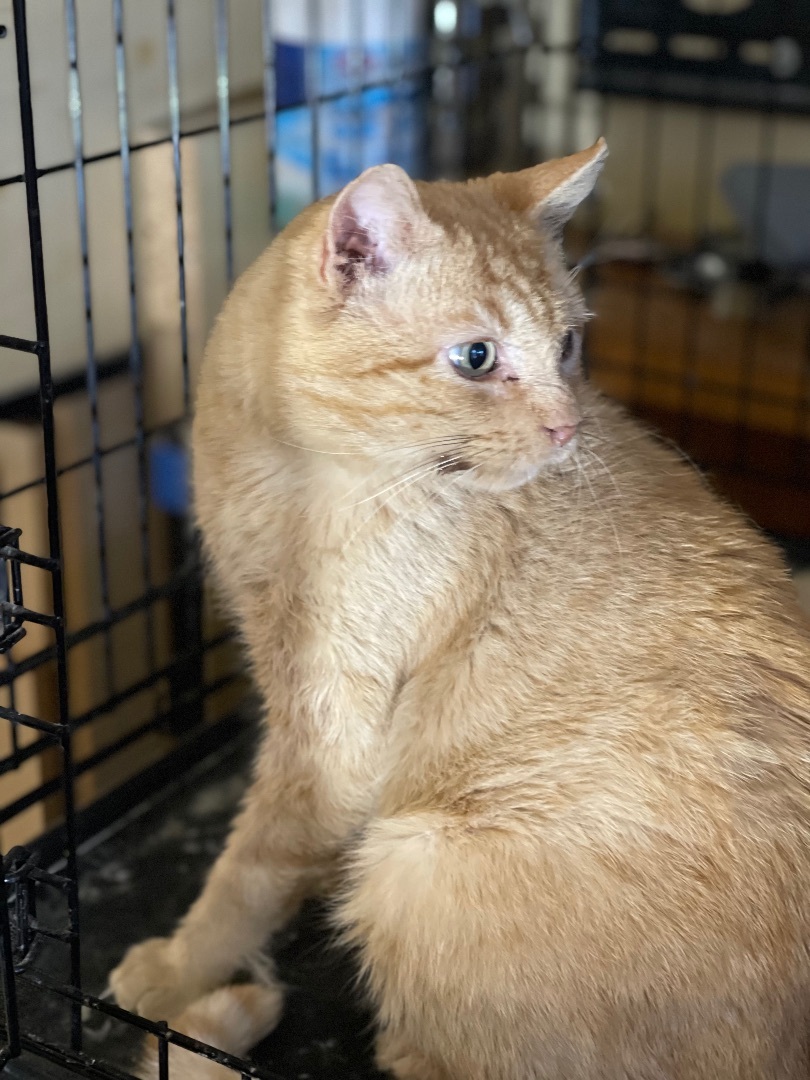 Enlarge Bo (m), a Adoptable Domestic Short Hair in Fresh Meadows, NY image 1/1