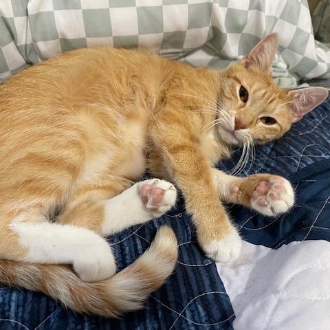 Enlarge 0725-67 FRA Penny, a Adoptable Domestic Short Hair in Abingdon, MD image 1/1