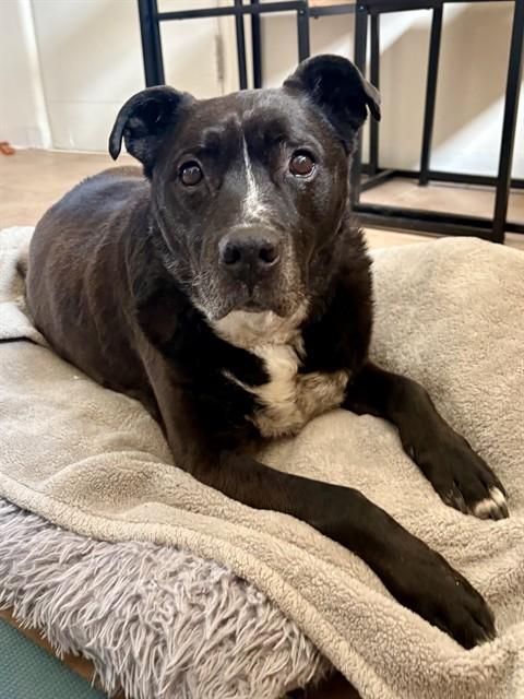BULLY, Adoptable, Senior Male Pit Bull Terrier.