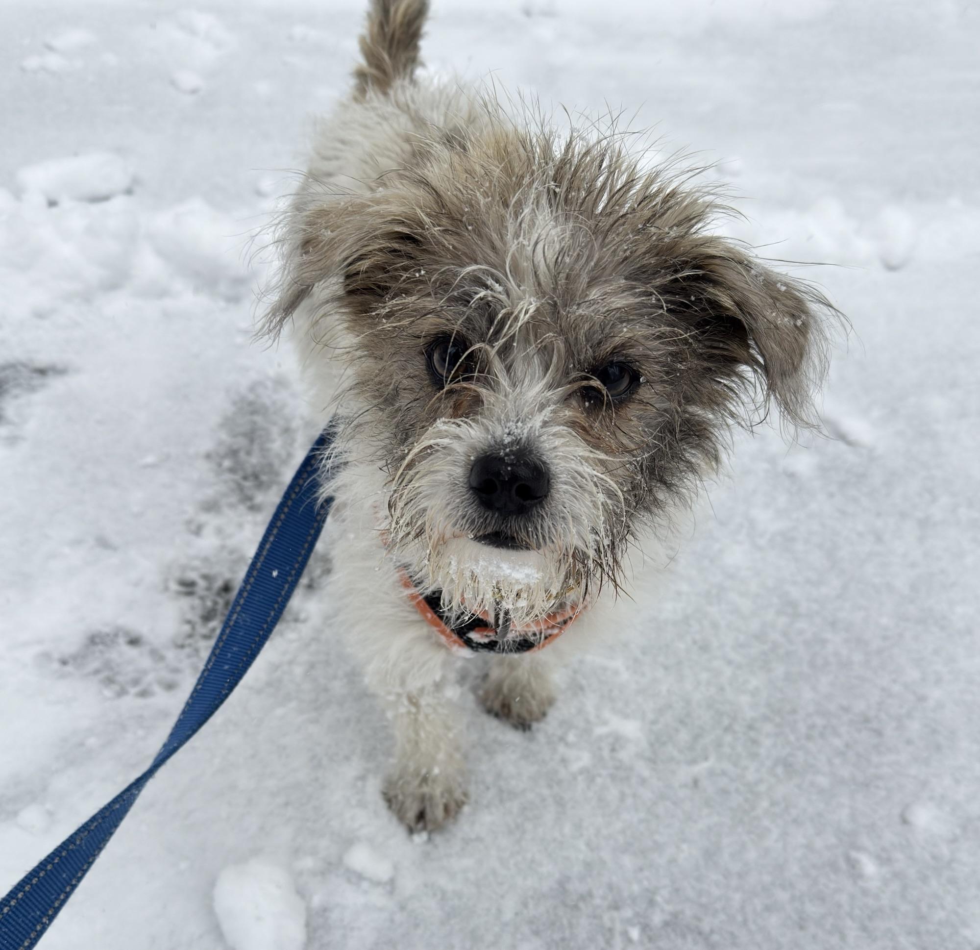 Enlarge Benz, a Adoptable Mixed Breed in Ridgefield, CT image 1/2