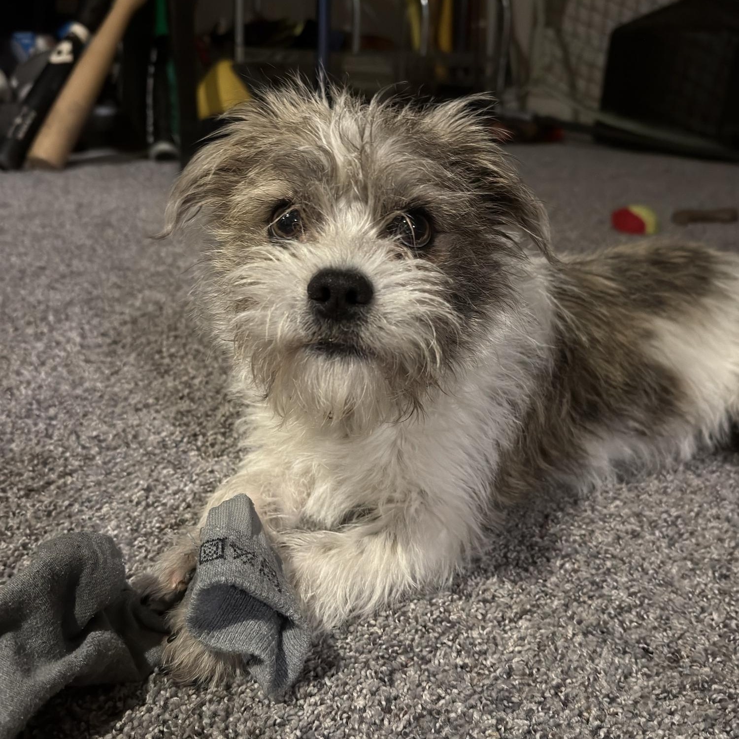 Enlarge Benz, a Adoptable Mixed Breed in Ridgefield, CT image 2/2