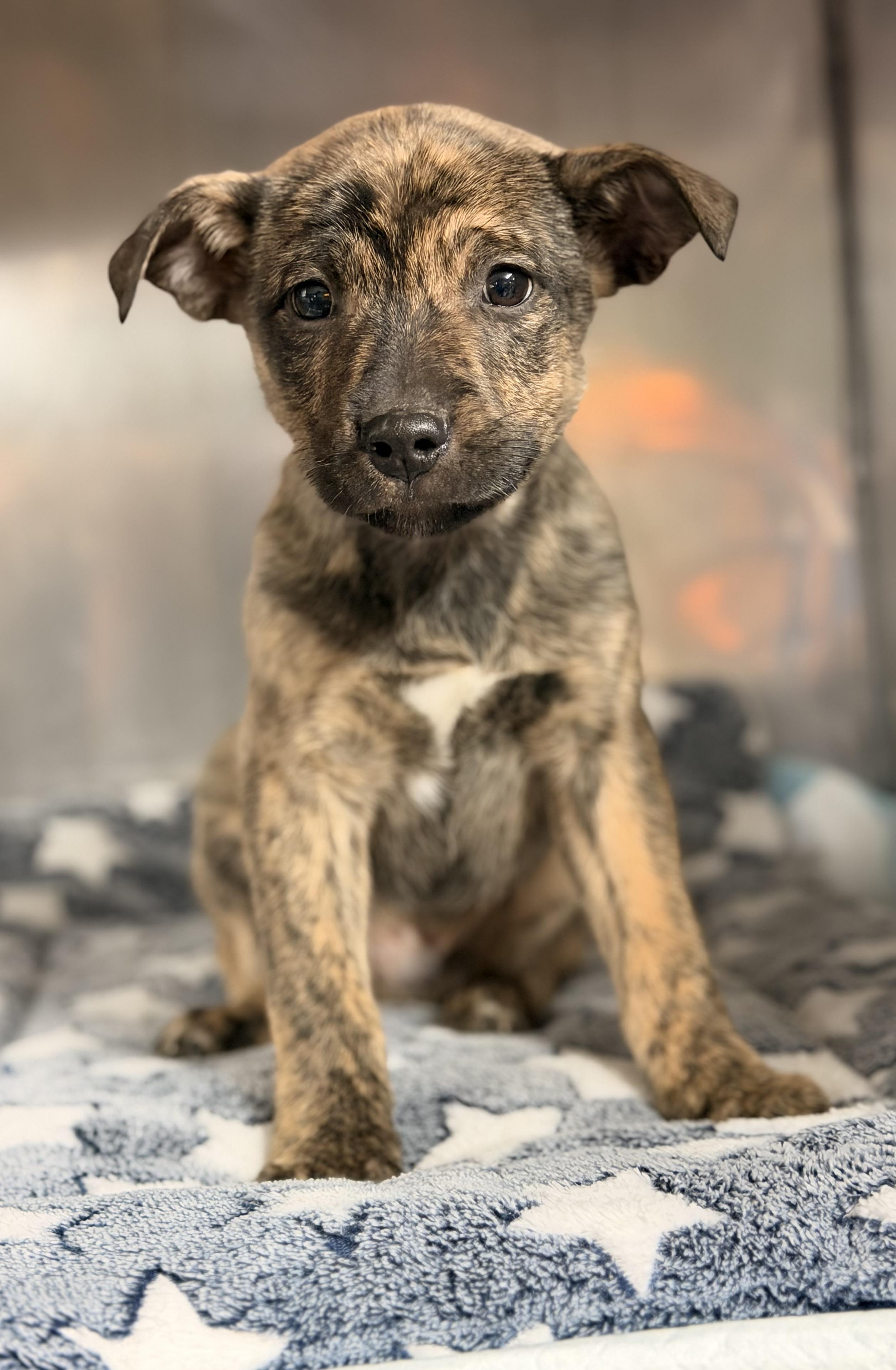 Rip, adopted, Puppy Male Shepherd.