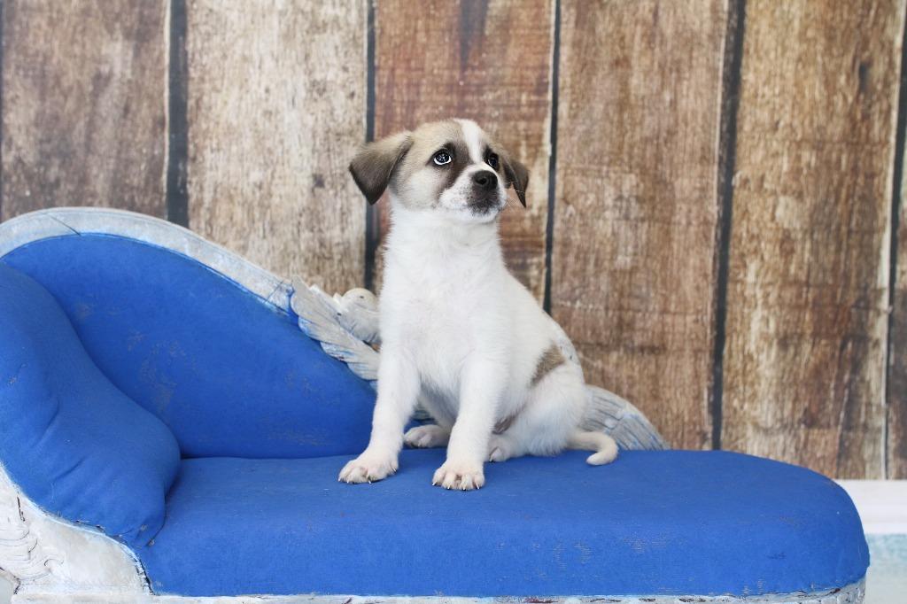 Enlarge Boots, an adopted mixed breed in Tyler, TX image 2/4