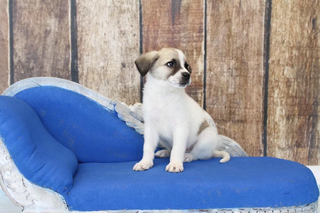 Enlarge Boots, an adopted mixed breed in Tyler, TX image 3/4