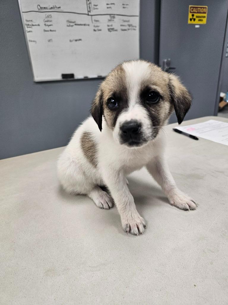 Enlarge Boots, an adopted mixed breed in Tyler, TX image 4/4
