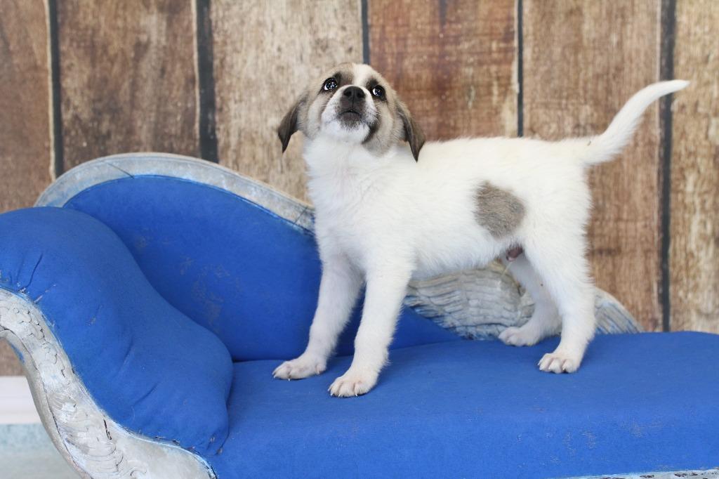 Boots, adopted, Puppy Male Border Collie & Great Pyrenees.