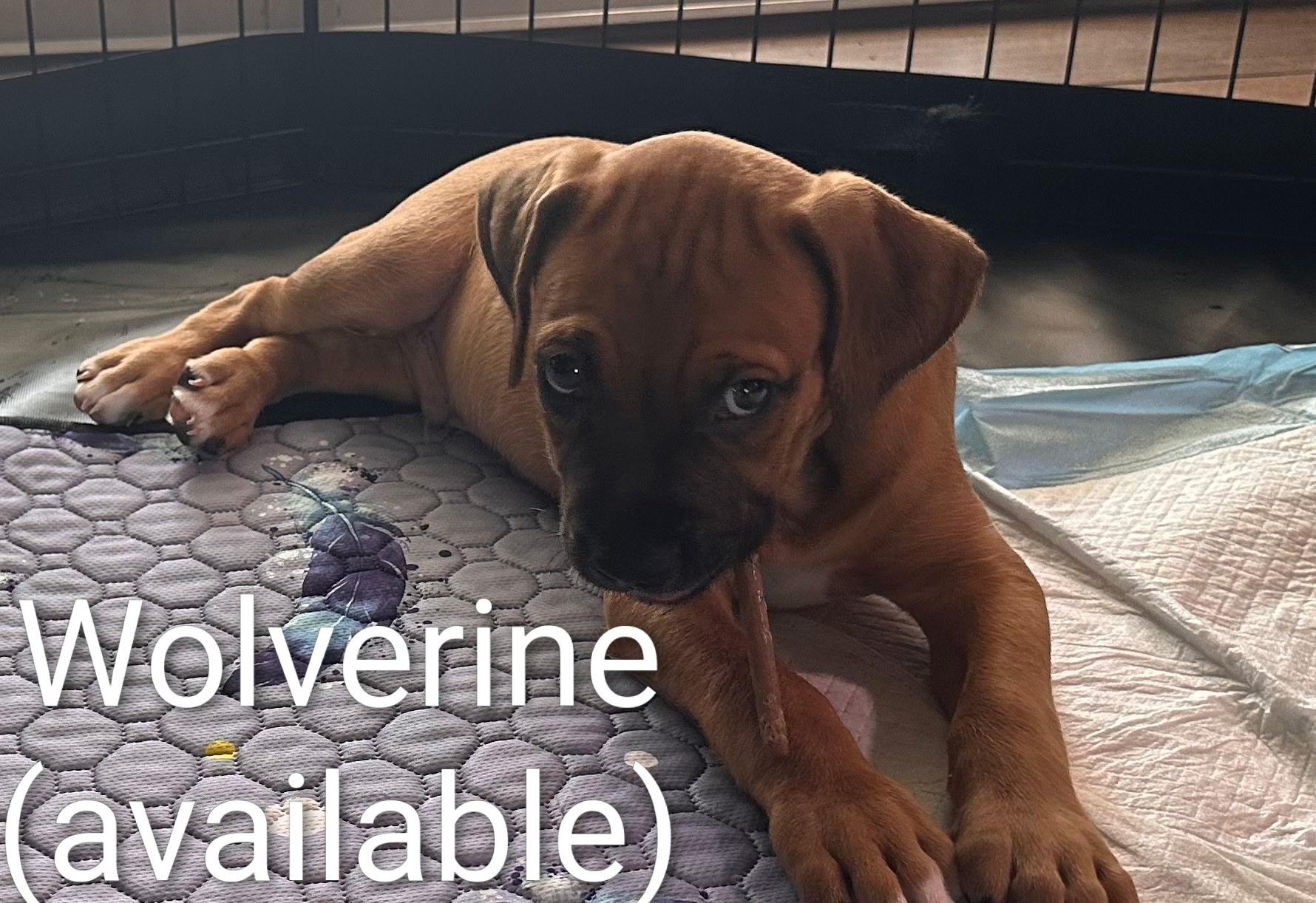 Enlarge Wolverine, a ADOPTABLE mixed breed in Cape Coral, FL image 2/2
