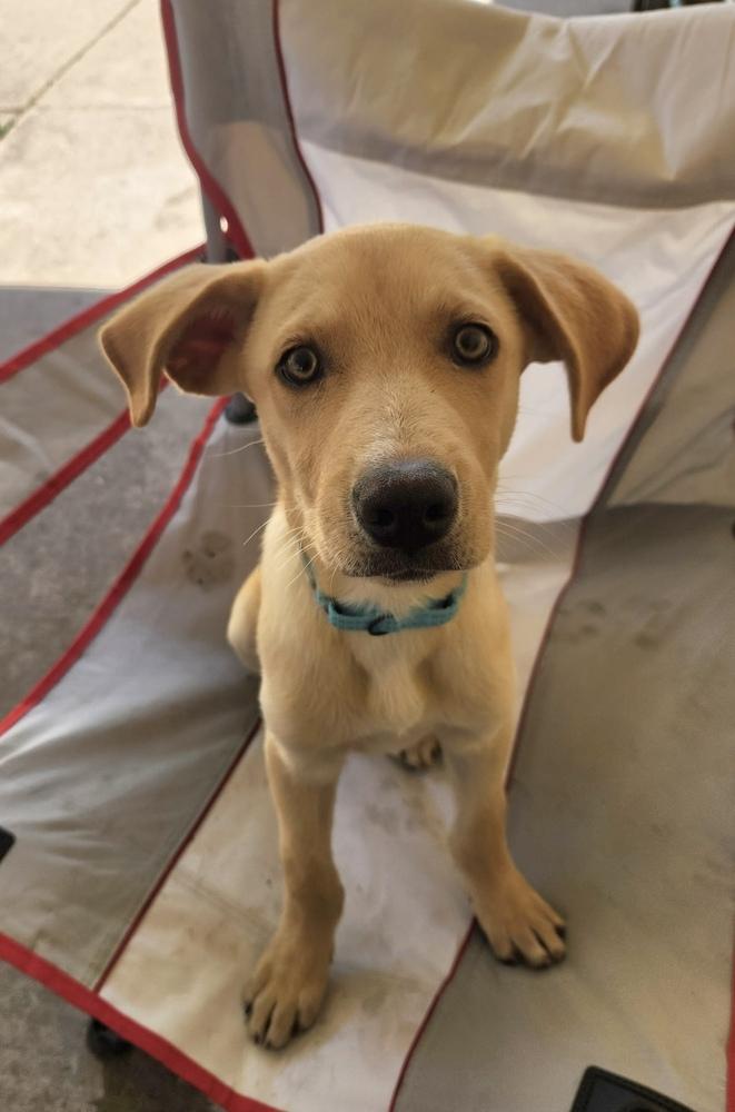 Mario, Adoptable, Puppy Male Retriever.