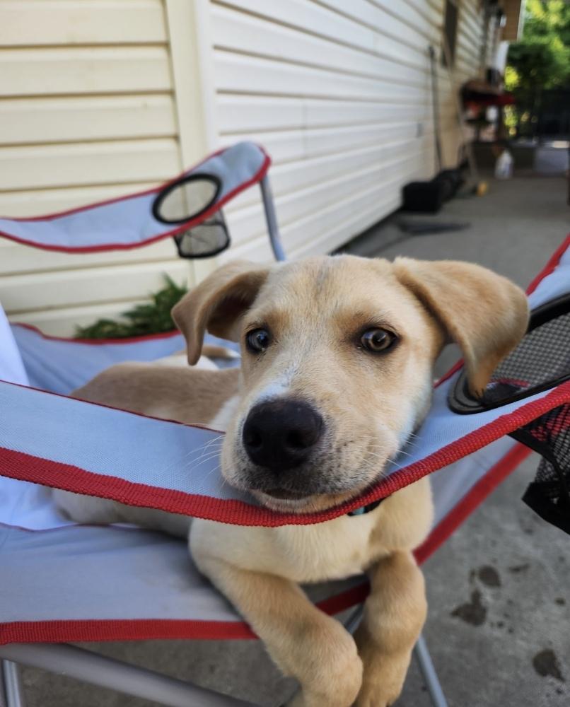 Mario, a Adoptable mixed breed in Cheektowaga, NY image 2/2