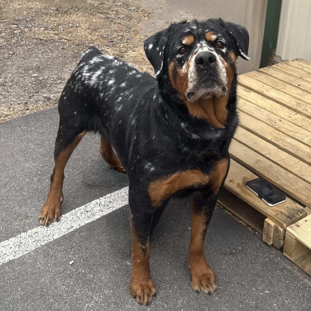 Cheesecake, Adoptable, Adult Female Rottweiler.