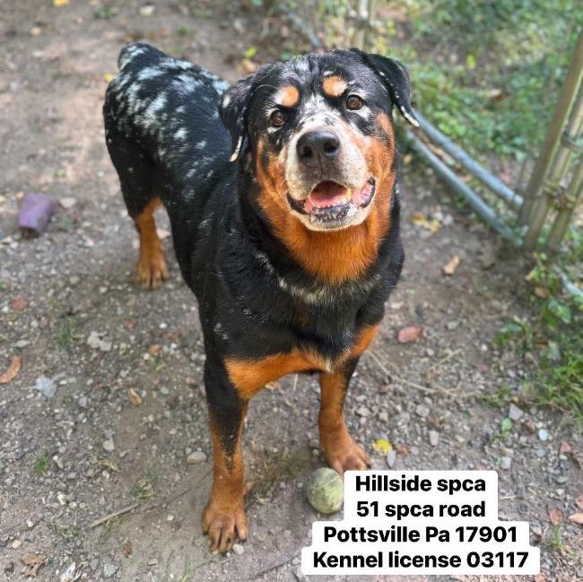 Enlarge Cheesecake, a Adoptable Rottweiler in Pottsville, PA image 2/2