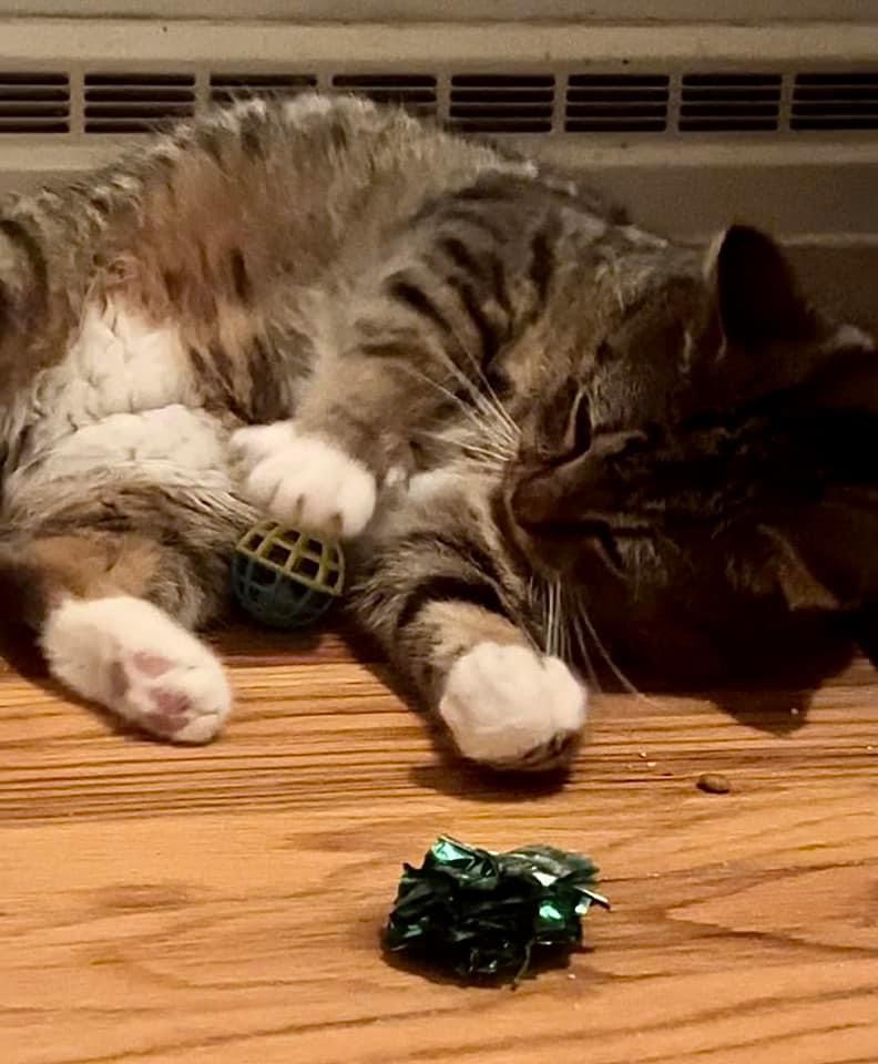 Buddy (Seeking a foster), a Adoptable Tabby in Covington, KY image 2/4