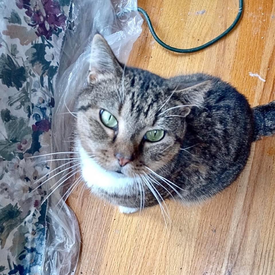 Buddy (Seeking a foster), Adoptable, Adult Male Tabby.