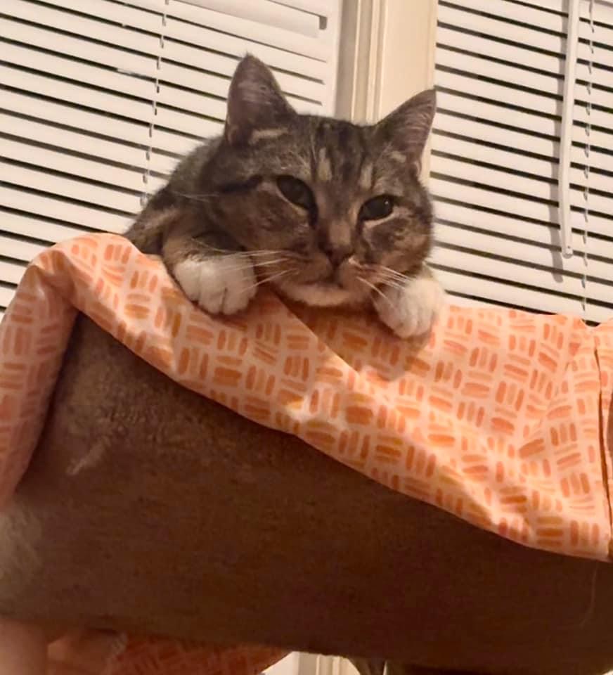 Buddy (Seeking a foster), a Adoptable Tabby in Covington, KY image 4/4