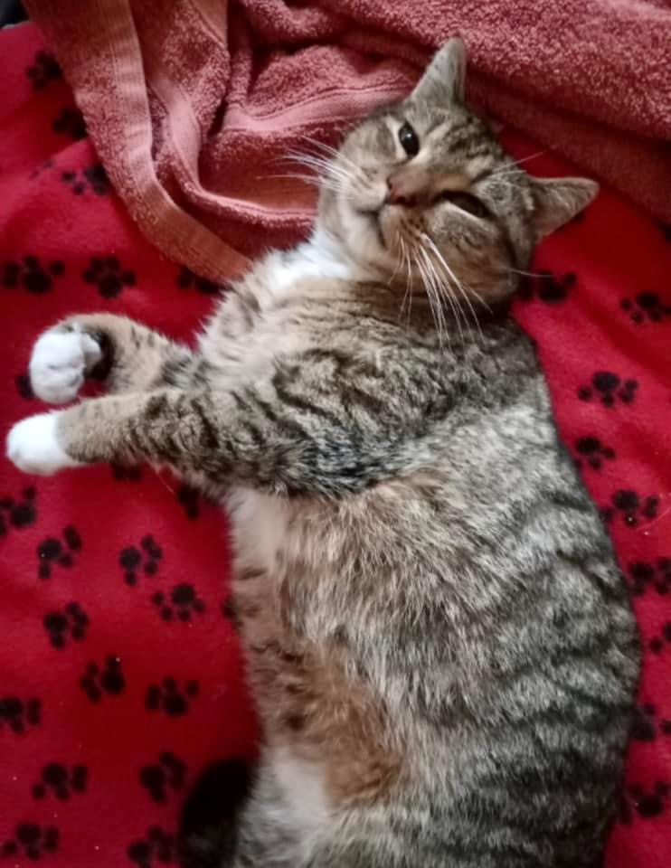 Buddy (Seeking a foster), a Adoptable Tabby in Covington, KY image 3/4