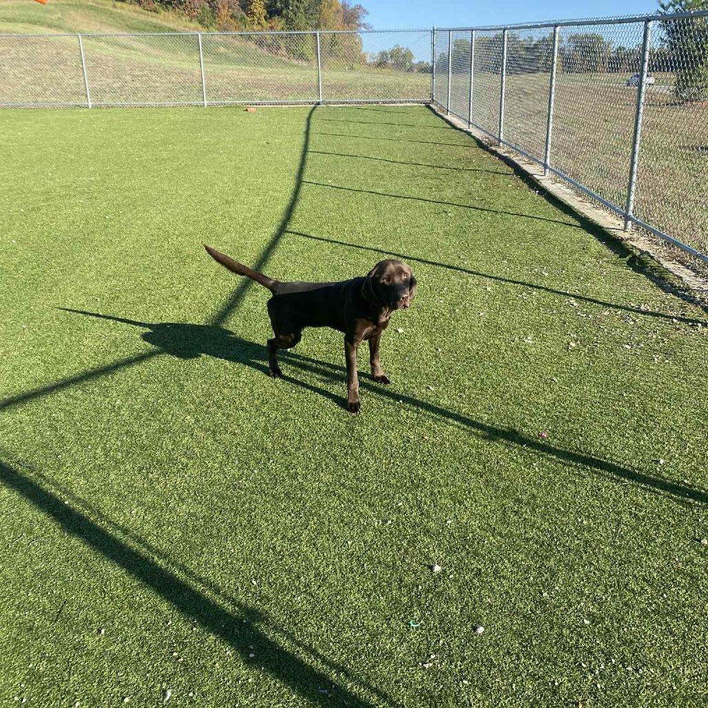 Moose, Adoptable, Young Male Chocolate Labrador Retriever.