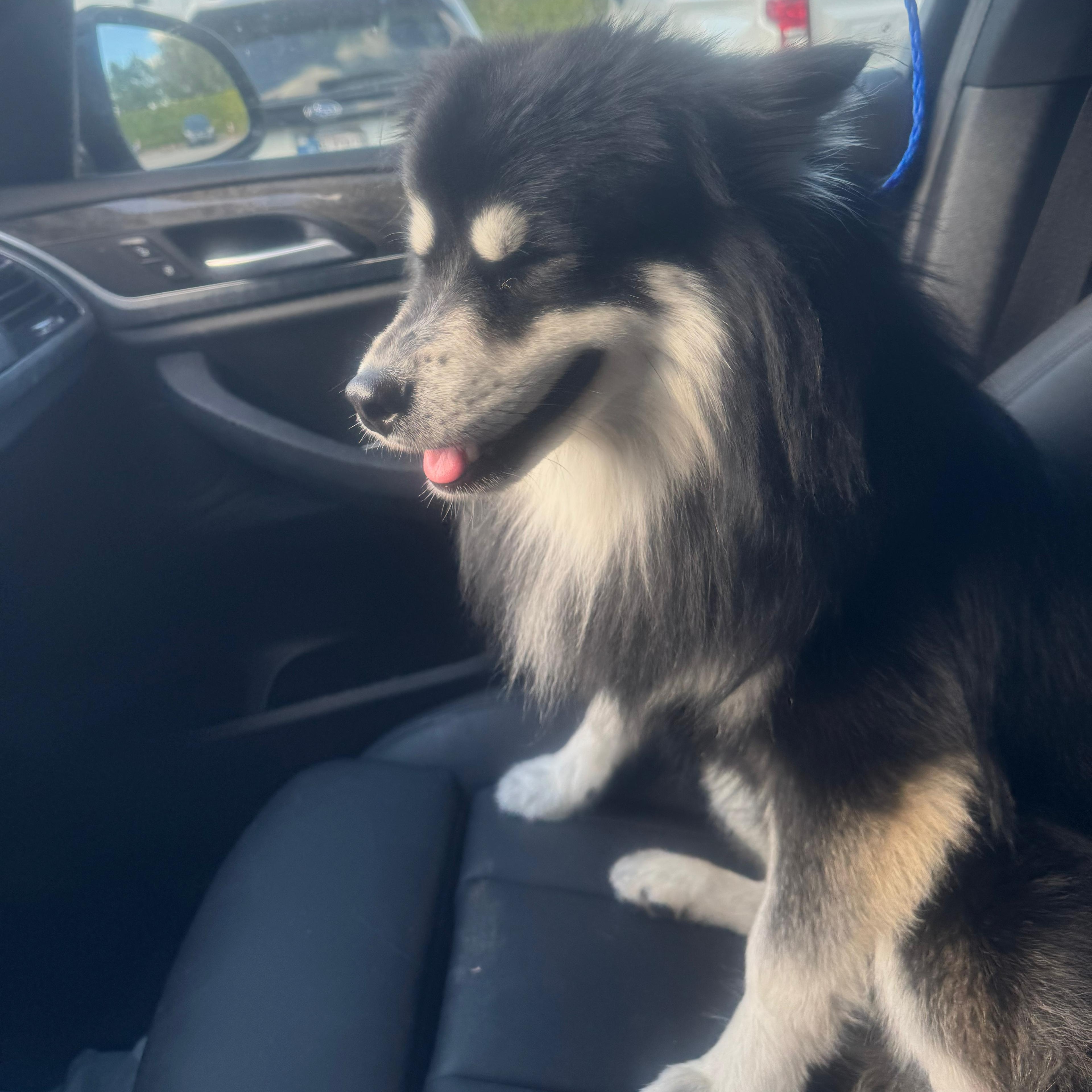 Enlarge Hachi, a ADOPTABLE Pomsky in Miami, FL image 6/6