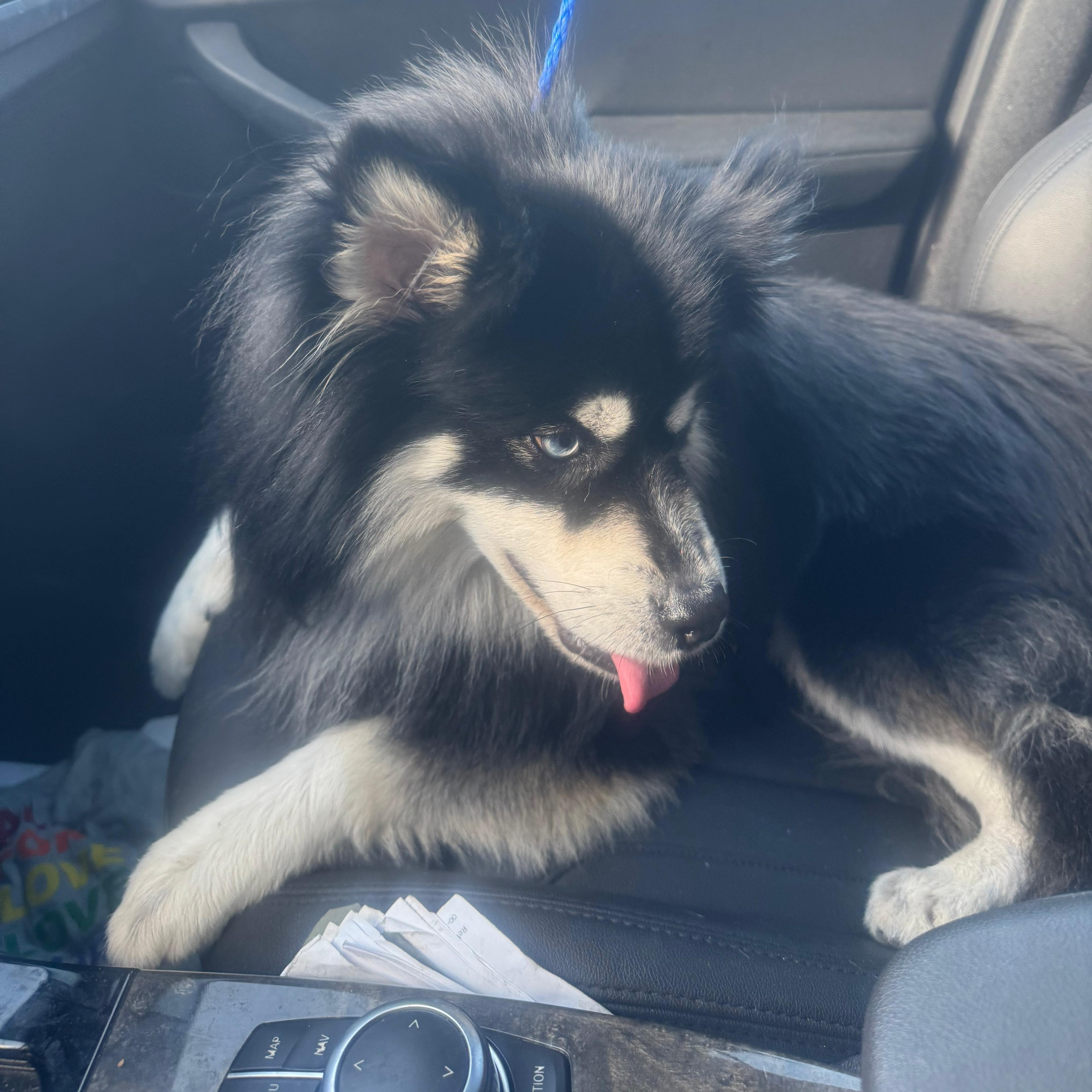 Enlarge Hachi, a ADOPTABLE Pomsky in Miami, FL image 5/6