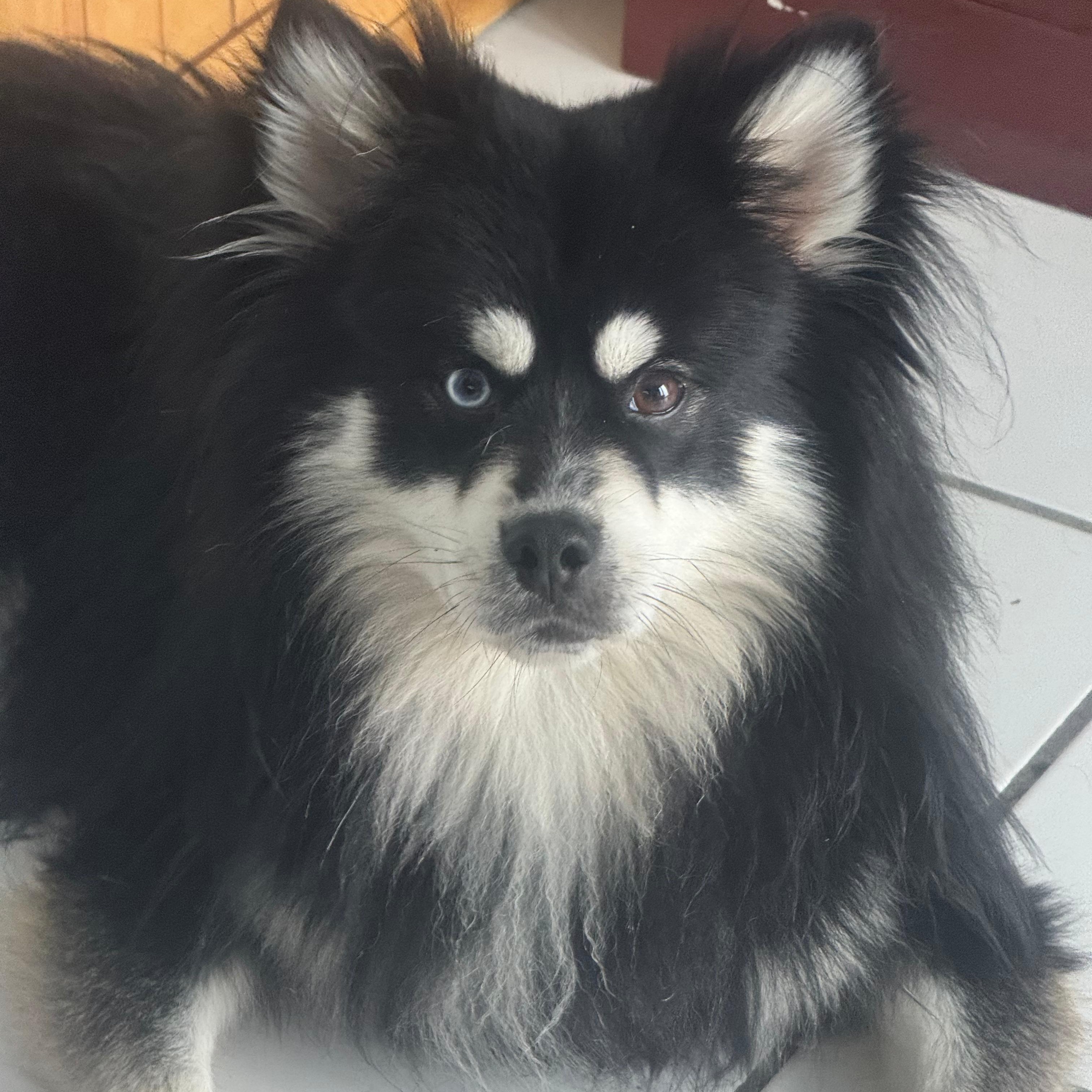Hachi, ADOPTABLE, Young Male Pomsky.