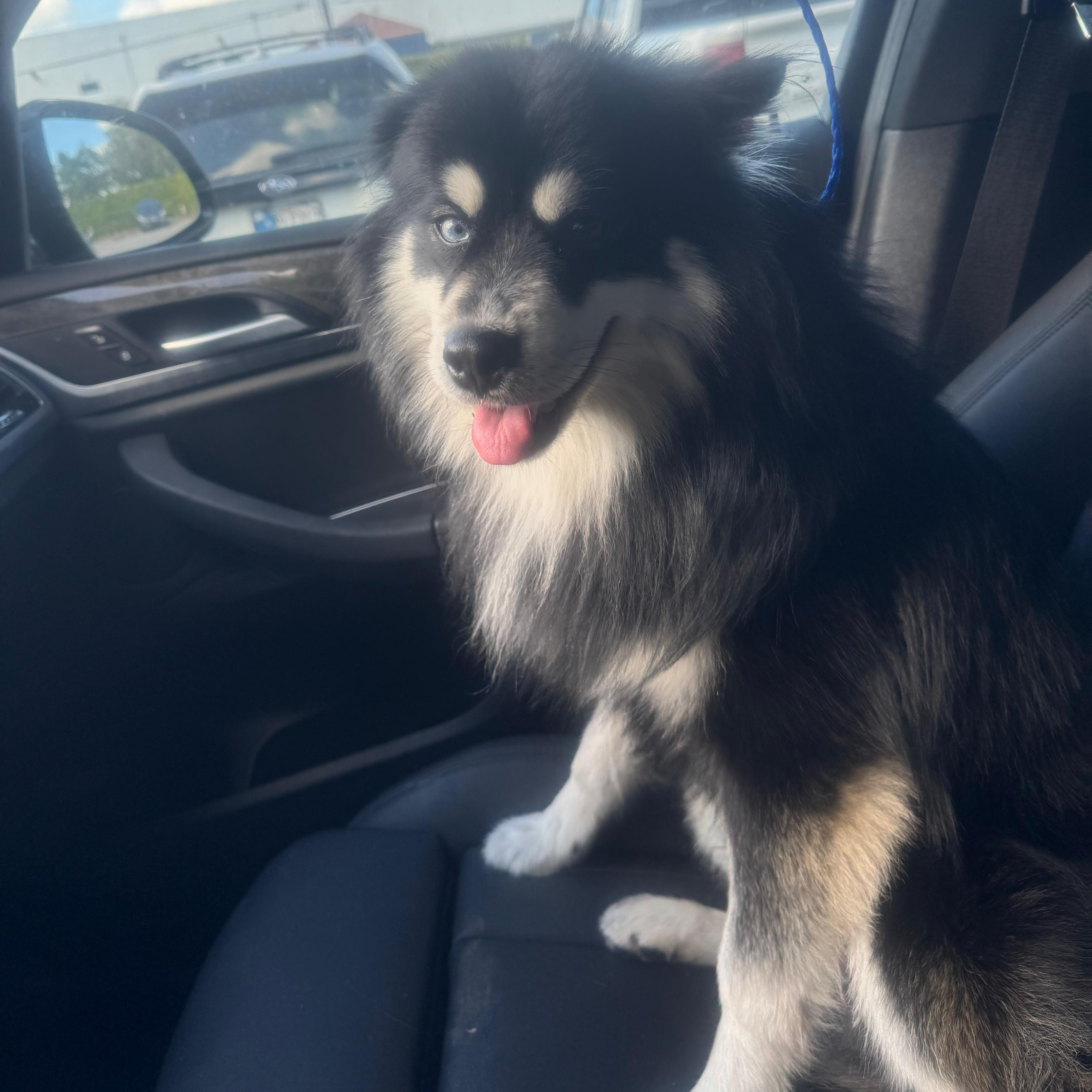 Enlarge Hachi, a ADOPTABLE Pomsky in Miami, FL image 2/6