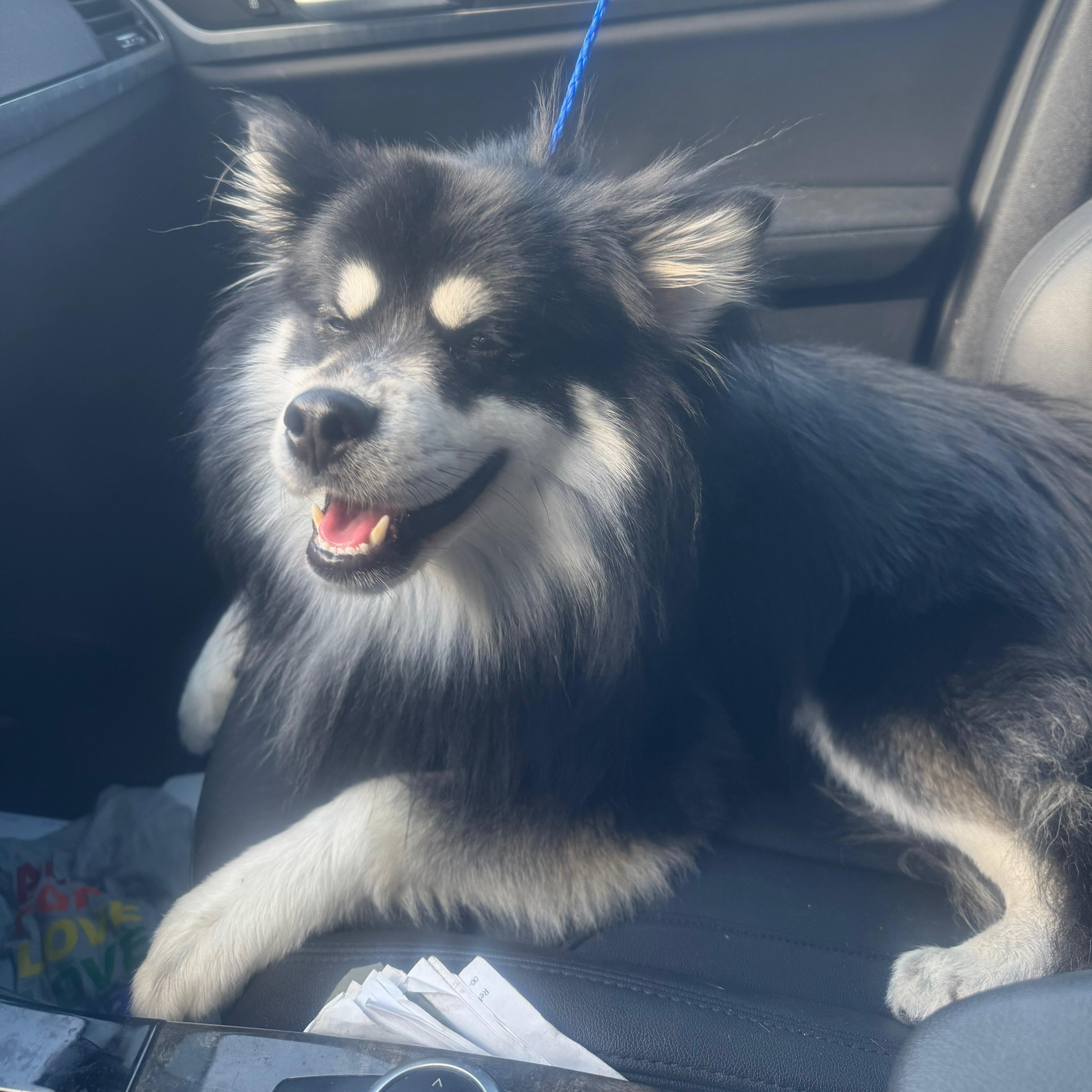 Enlarge Hachi, a ADOPTABLE Pomsky in Miami, FL image 3/6