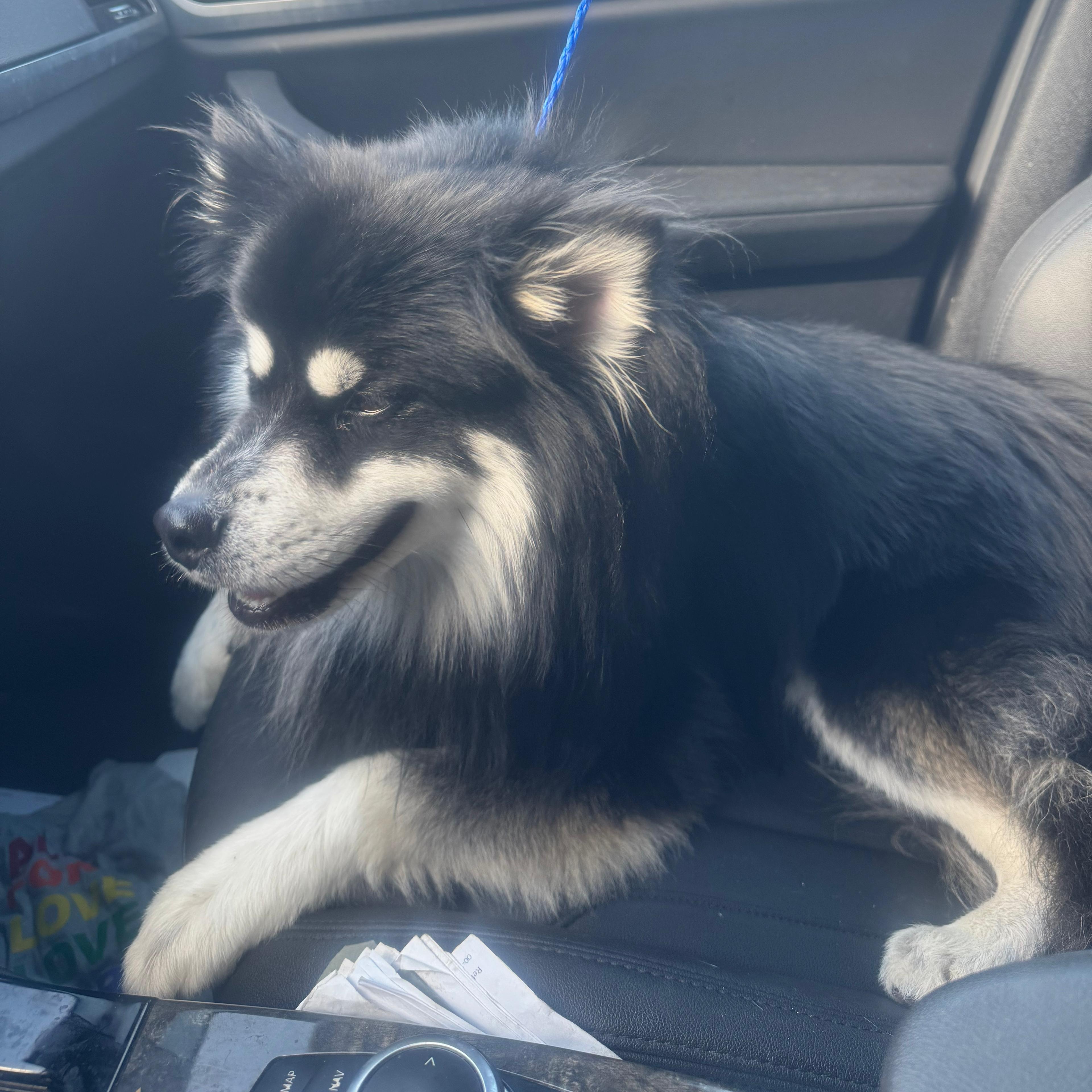 Enlarge Hachi, a ADOPTABLE Pomsky in Miami, FL image 4/6