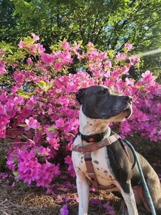 Enlarge Kara- IN FOSTER, a Adoptable Mixed Breed in Chamblee, GA image 2/3