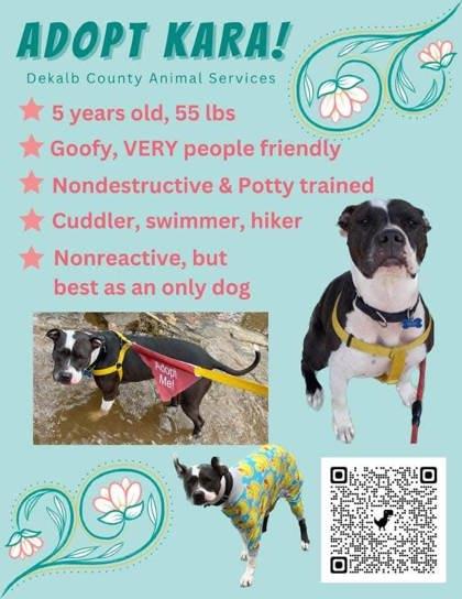 Enlarge Kara- IN FOSTER, a Adoptable Mixed Breed in Chamblee, GA image 3/3