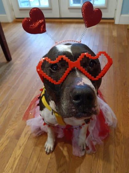 Enlarge Kara- IN FOSTER, a Adoptable Mixed Breed in Chamblee, GA image 3/3