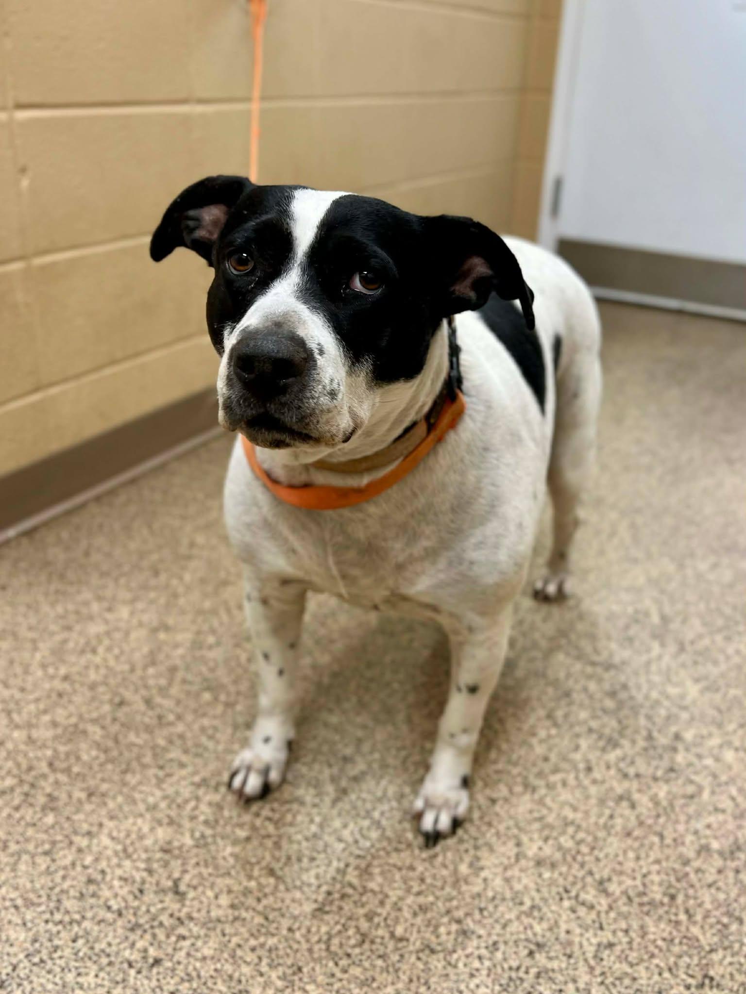 Dixie, ADOPTABLE, Adult Female American Bulldog.