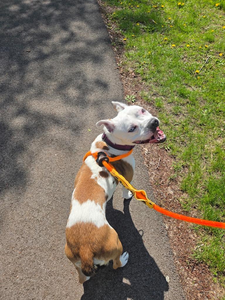 Ivy, a Adoptable mixed breed in Liverpool, NY image 2/4