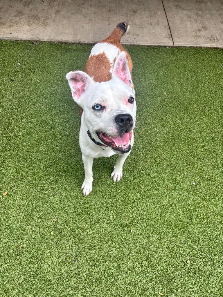 Ivy, a Adoptable mixed breed in Liverpool, NY image 3/4
