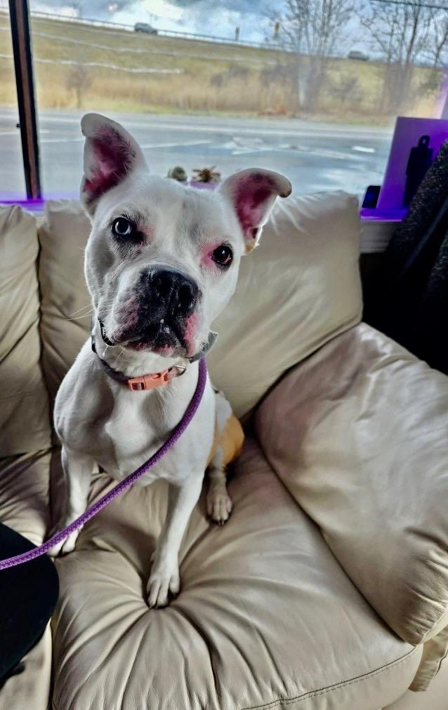 Ivy, a Adoptable mixed breed in Liverpool, NY image 4/4