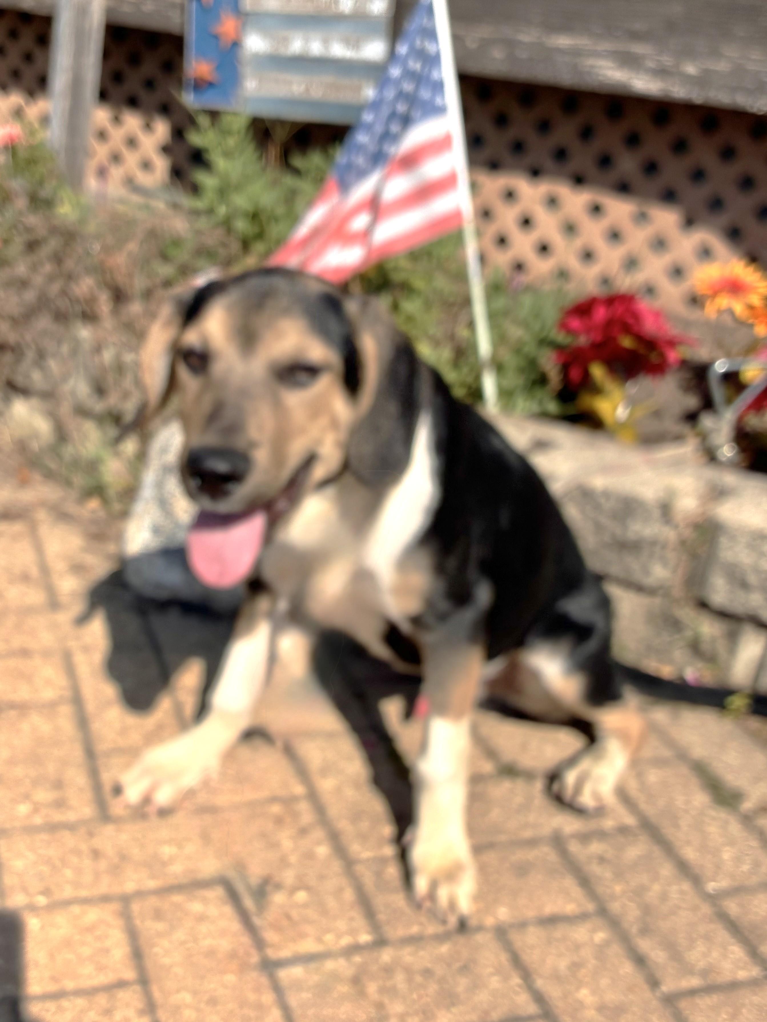 Enlarge Atilla, a Adoptable mixed breed in West Chicago, IL image 1/2