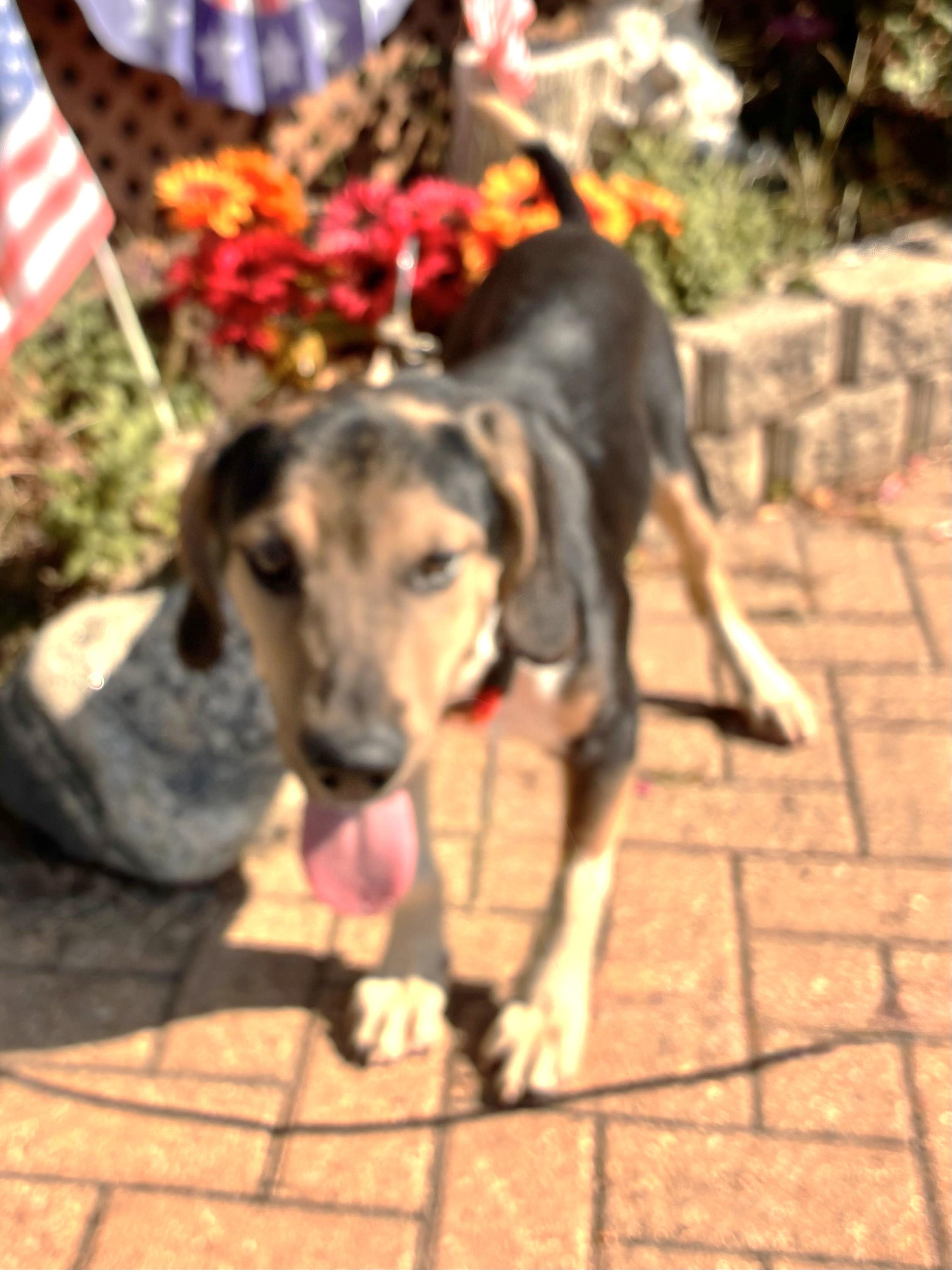 Enlarge Atilla, a Adoptable mixed breed in West Chicago, IL image 2/2