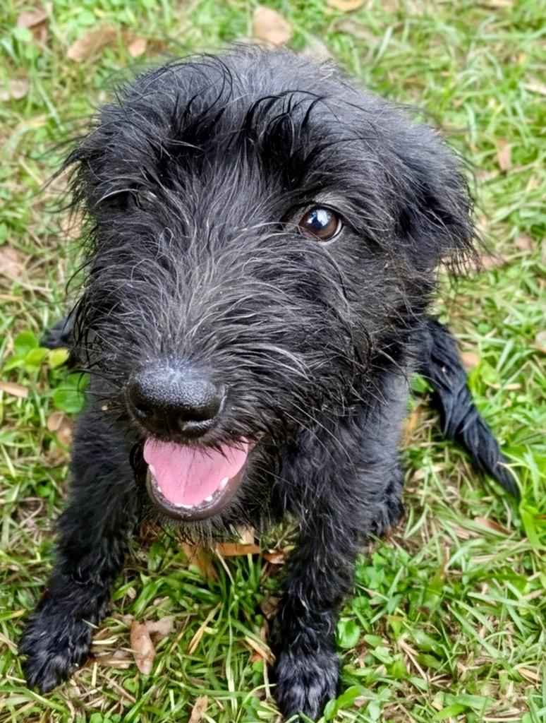 Holly, Adoptable, Puppy Female Wirehaired Terrier.
