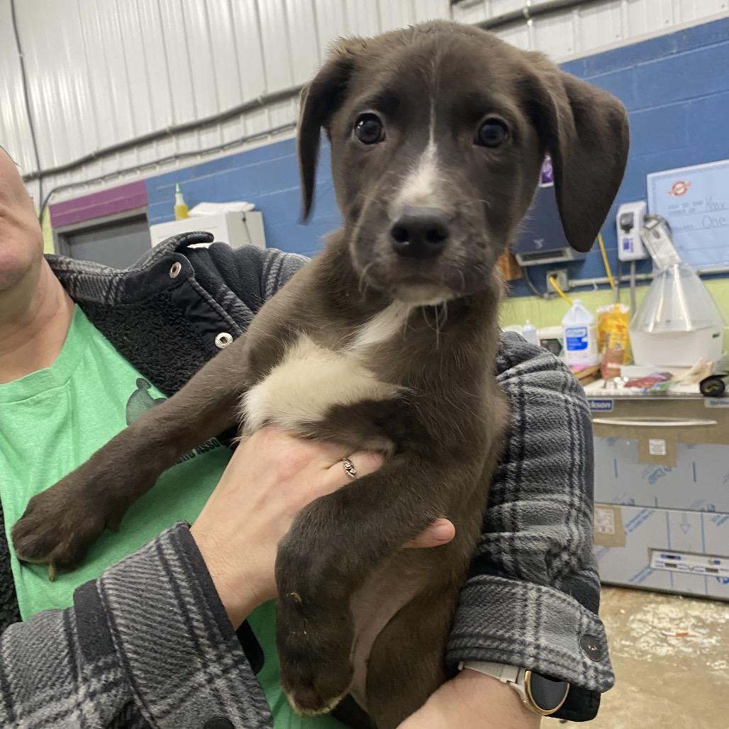 Ronnie, Adoptable, Puppy Male Mixed Breed.