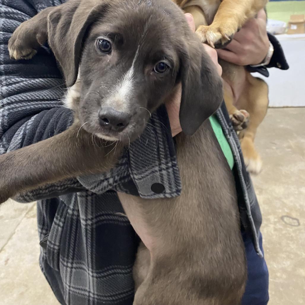 Enlarge Ronnie, a Adoptable Mixed Breed in Corbin, KY image 2/3